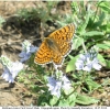 melitaea cinxia male volg1